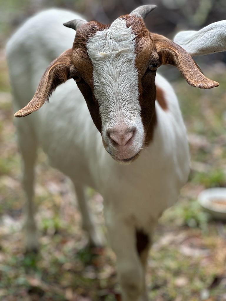 A Heartbreaking Lesson: The Importance of Parasite Prevention for Livestock